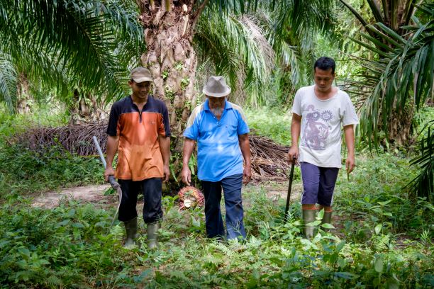 Musim Mas and PT Pati Sari Remain Committed to Sustainability and Smallholders