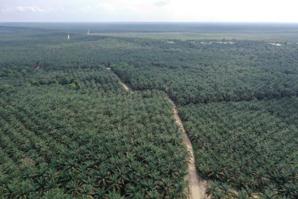 Global Methodology Announced for Putting No Deforestation into Practice