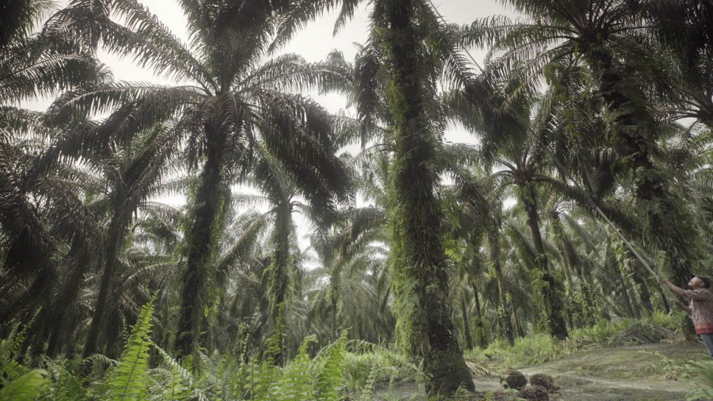 POIG: Proactive Participation by Selfridges Needed to End Deforestation for Palm Oil