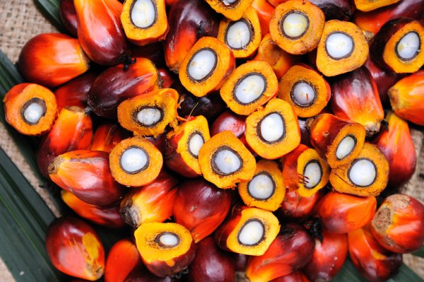 Southeast Asian Palm Oil Free of Deforestation, Peatland Use or Exploitation Hits the Market