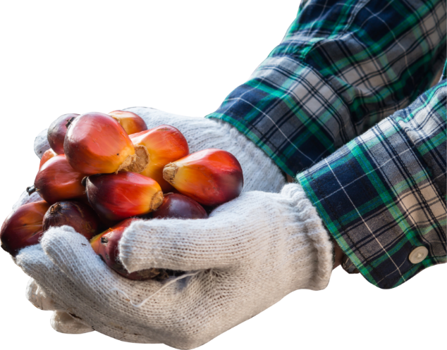 The Palm Oil Innovation Group Welcomes Improvements in the Rspo Standard – Strengthening of Underlying Systems and Robust Implementation Still Needed
