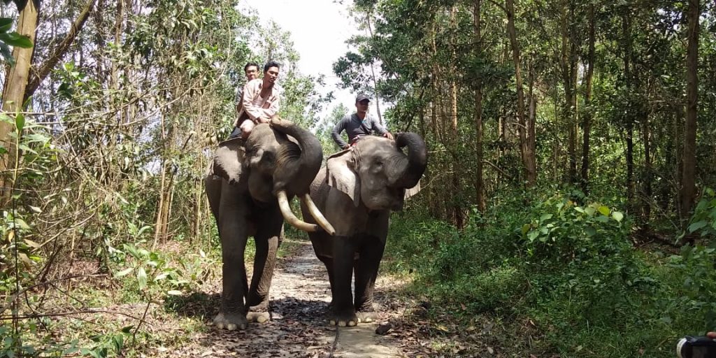 Musim Mas and Tesso Nilo National Park Foundation Renew Collaboration to Reduce Human-Elephant Conflict