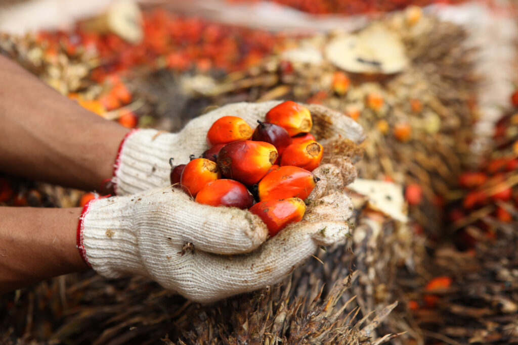 oil palm fruit in farmer's hands