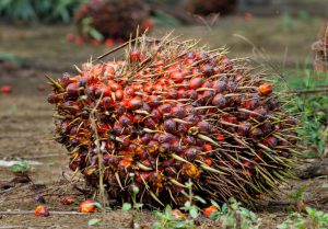 palm oil fresh fruit bunches