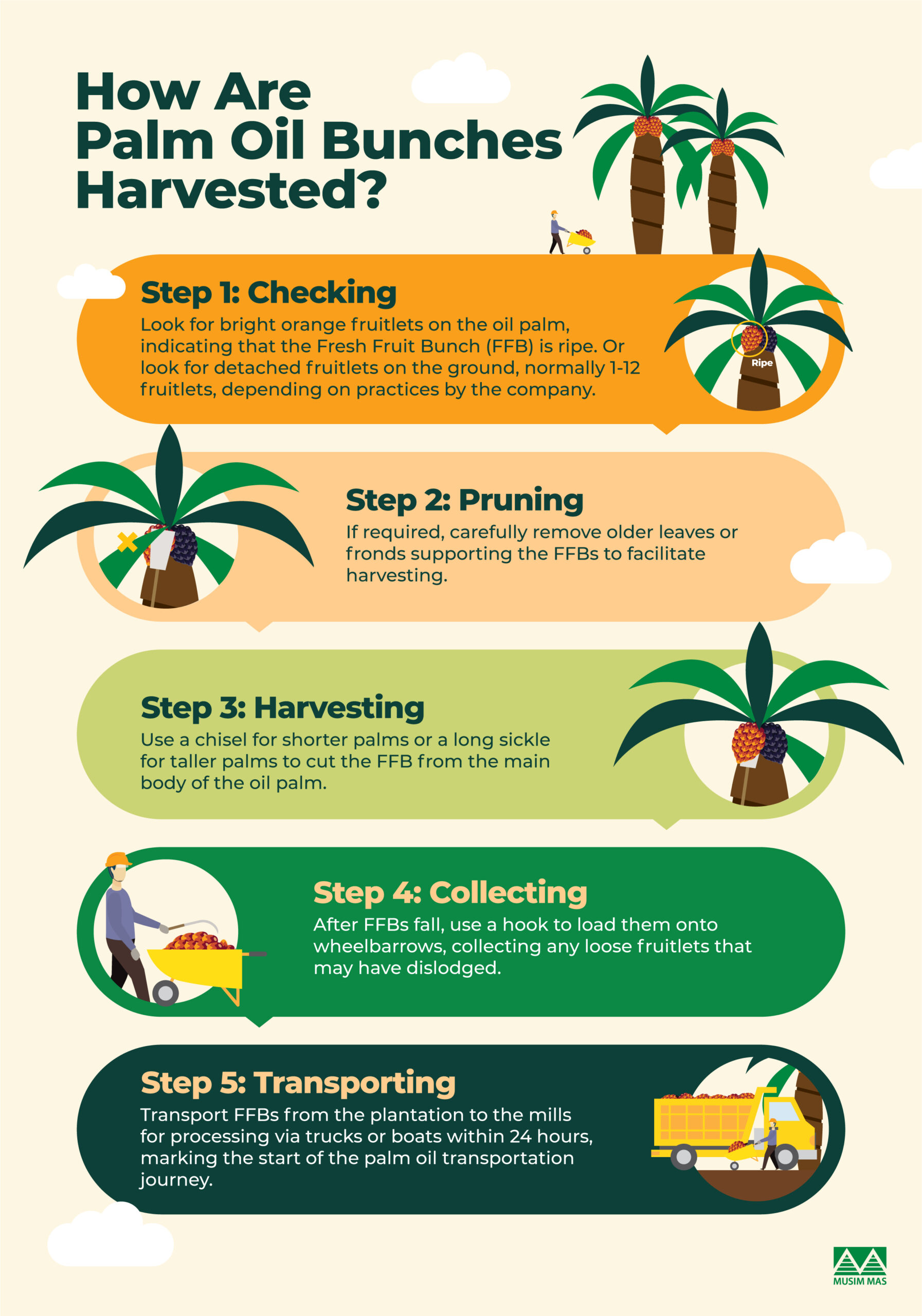 How are oil palm bunches harvested