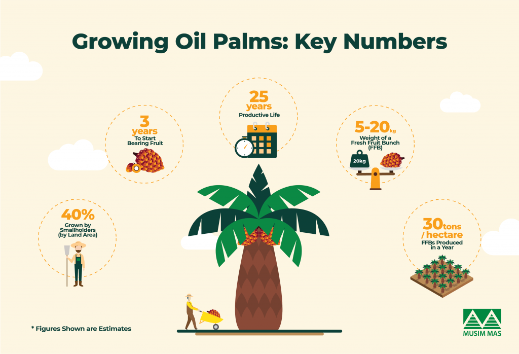 palm oil growth key numbers