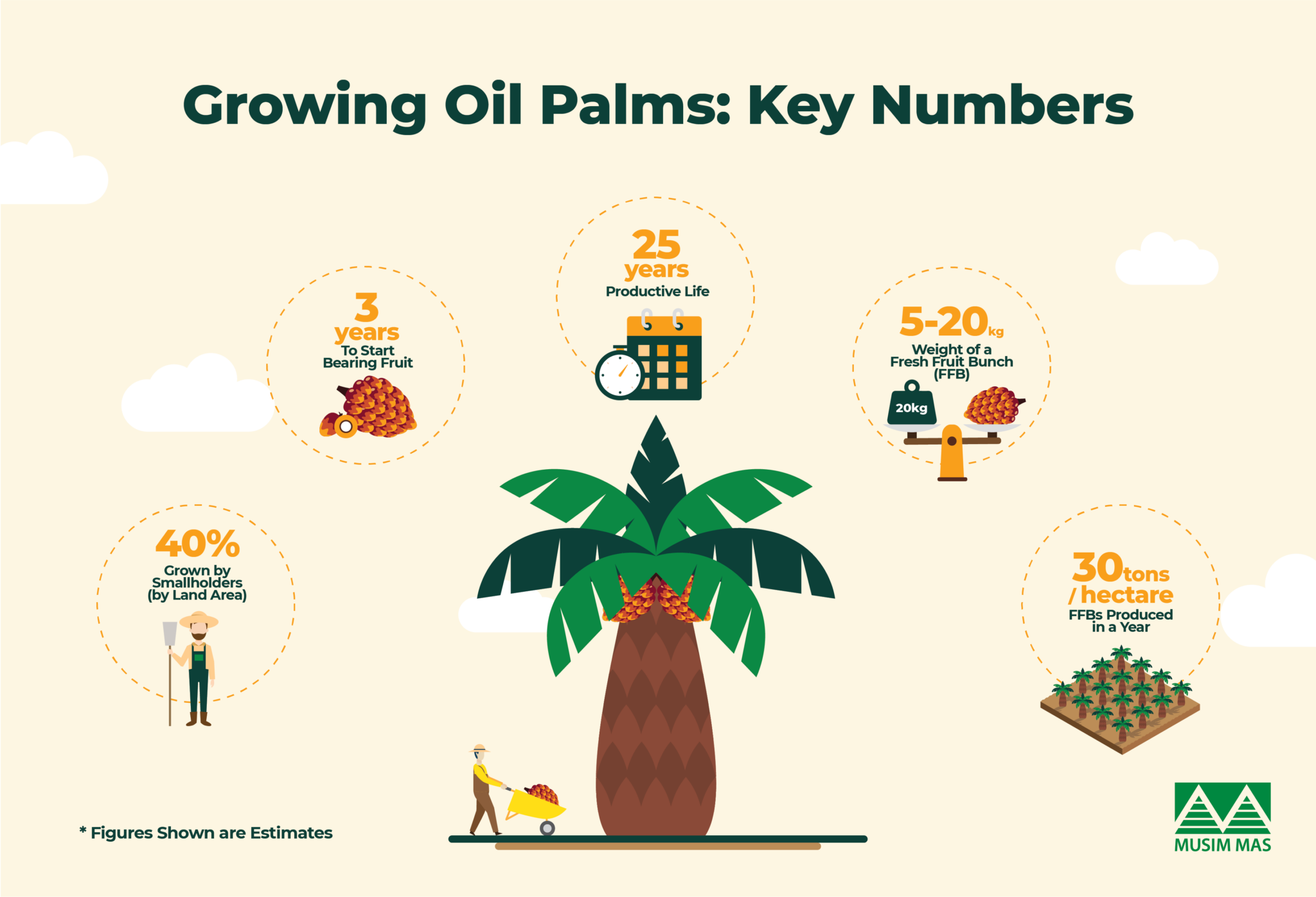 From Seed to Harvest How Oil Palm is Grown Musim Mas