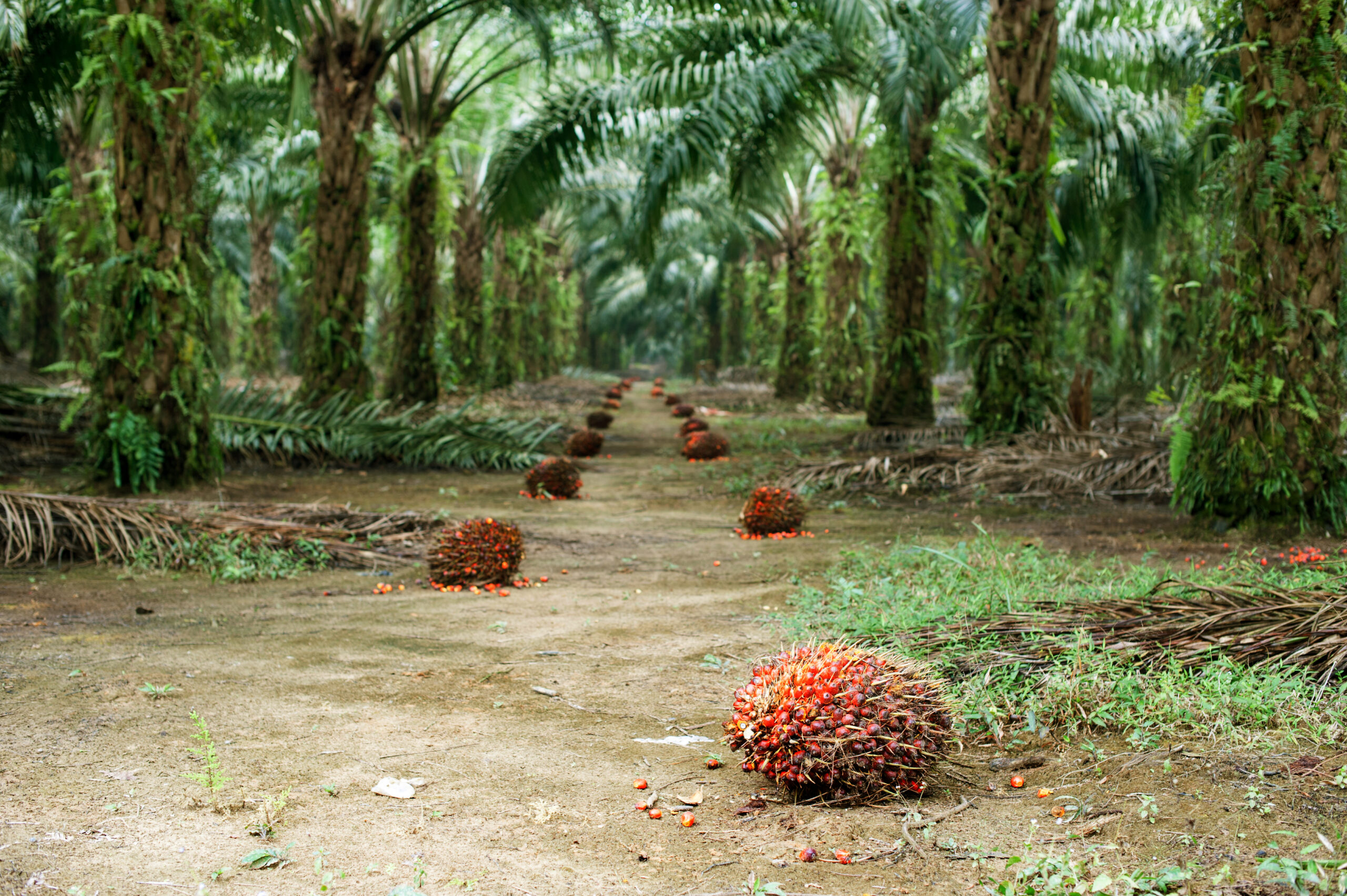 Musim Mas oil palm plantation