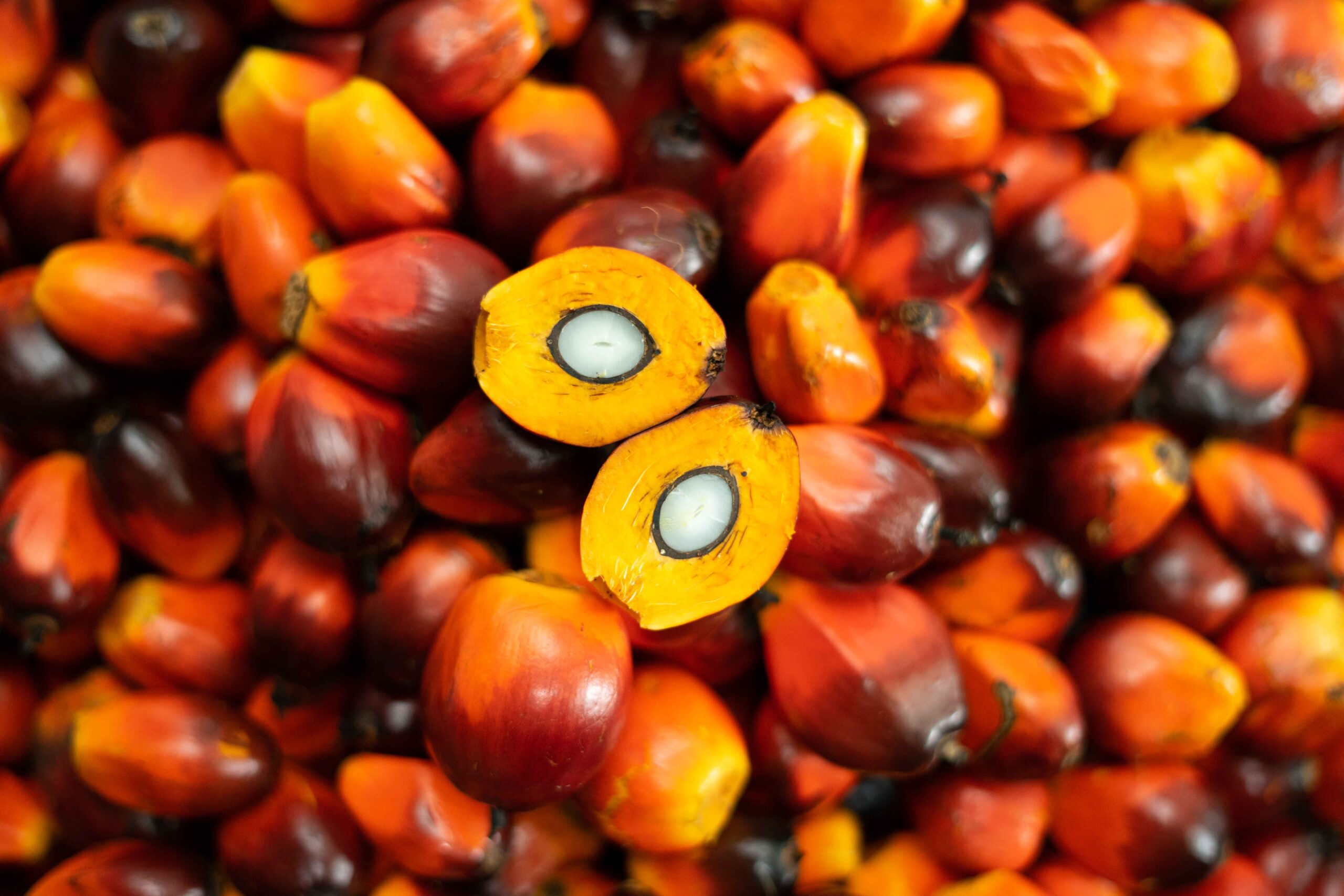 Oil palm fruitlets cross section showing mesocarp and kernel