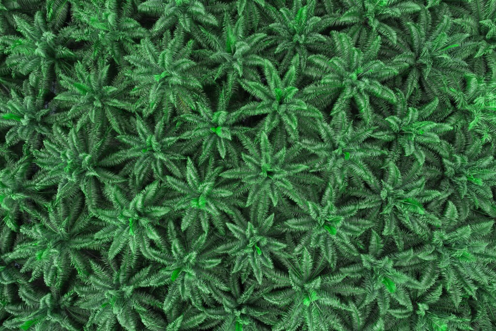 How is Palm Oil Made: From Seed to Harvest