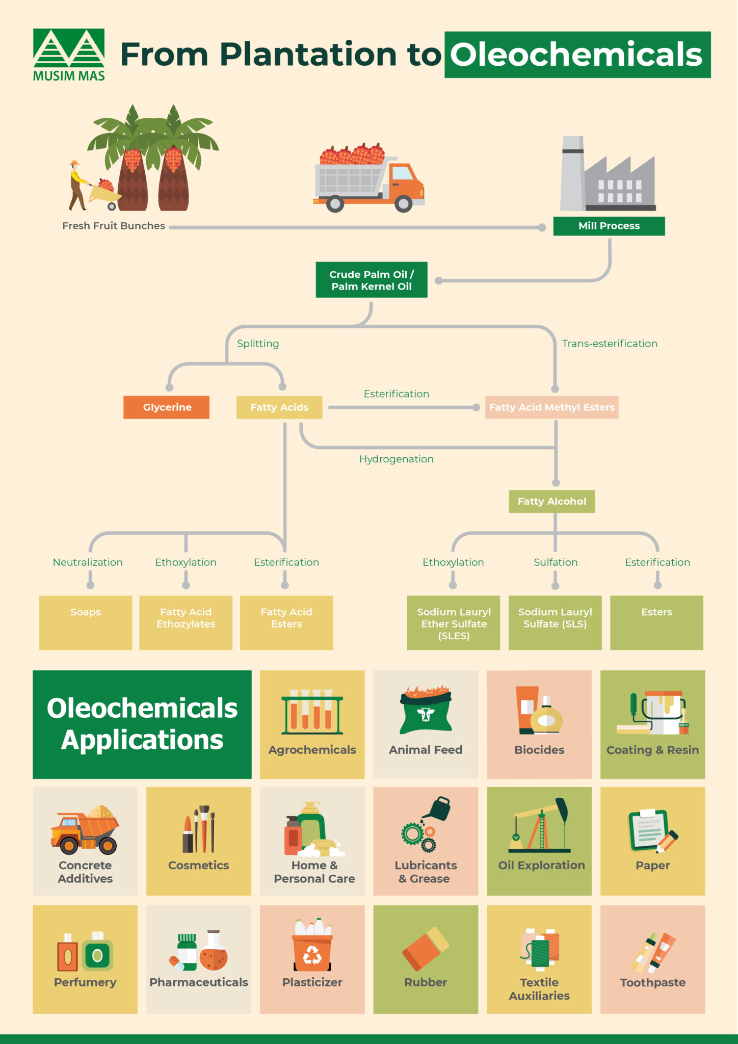 How is Palm Oil Made into Oleochemicals? Musim Mas