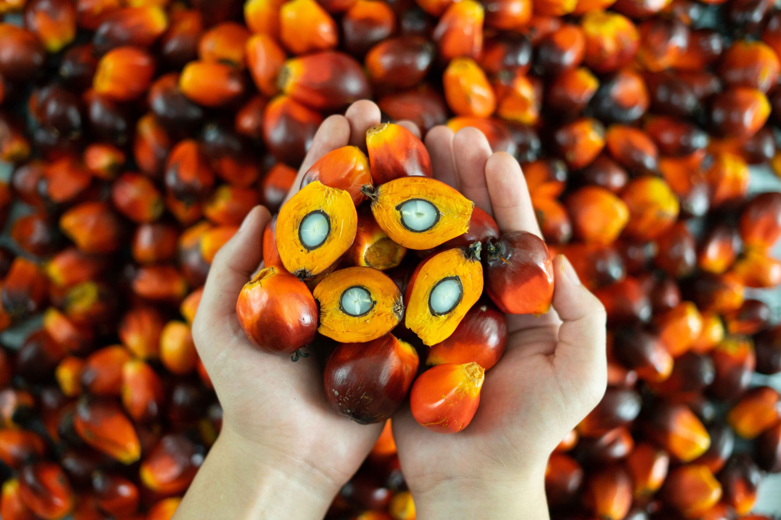 Hand holding up oil palm fruitlets and cross section