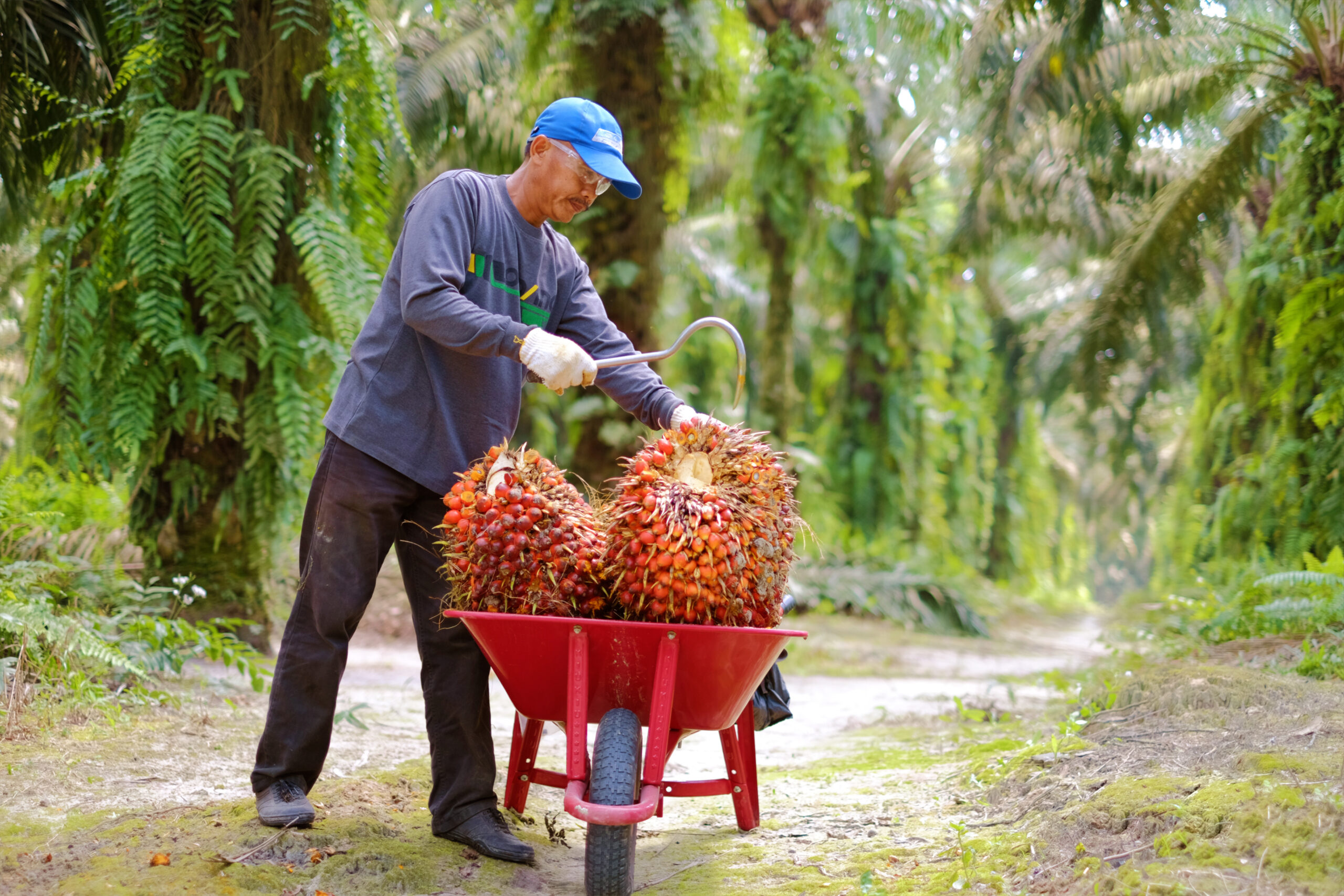 Oil Palm Smallholder in plantation in Indonesia