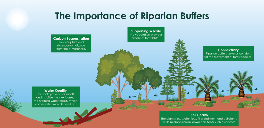 how do riparian zones work and riparian zone benefits