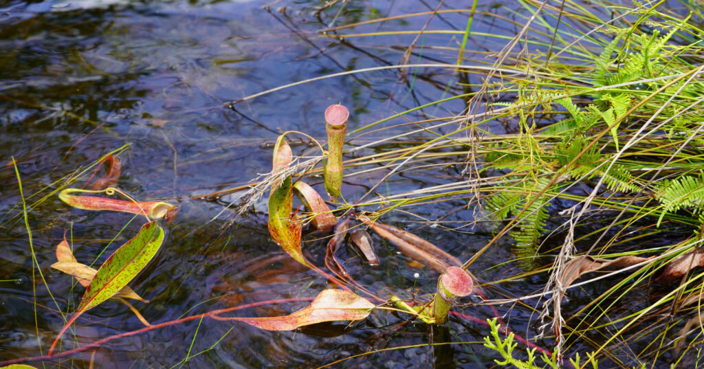The Nepenthes pitcher plant, an endangered species that can be found in the conservation areas of PT SSM.