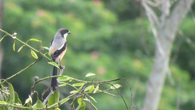 birds in musim mas plantations