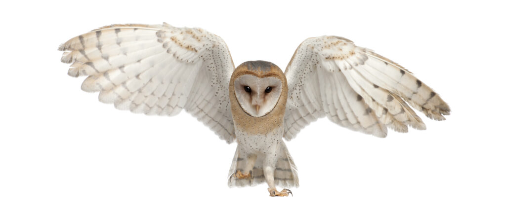 Barn Owl, Tyto alba, for natural pest control in oil palm plantations