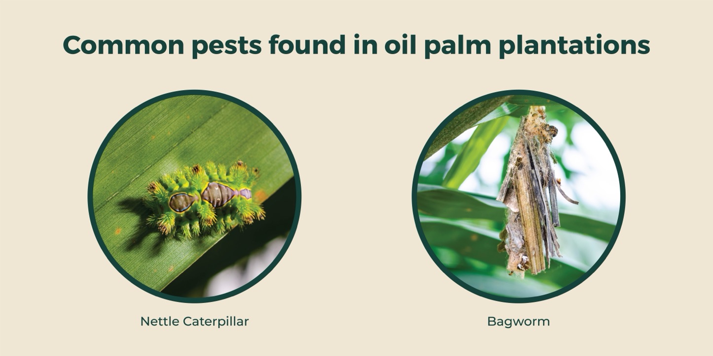 Common pests found in oil palm plantations and how flower introduces natural predators as a biological method of pest control. 