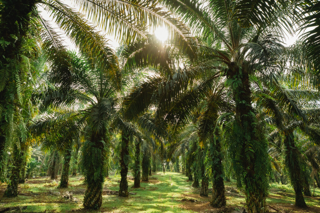 Musim Mas palm oil plantation