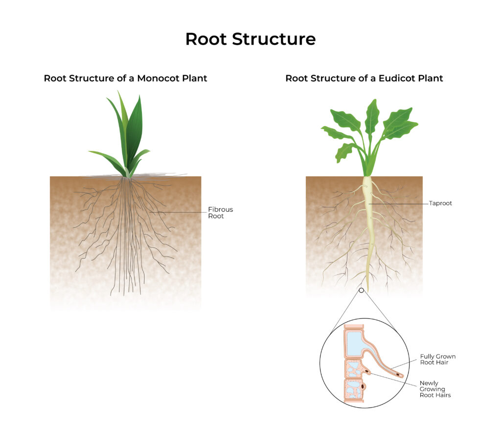 Oil Palm Anatomy: Monocot vs Eudicot roots, oil palm root