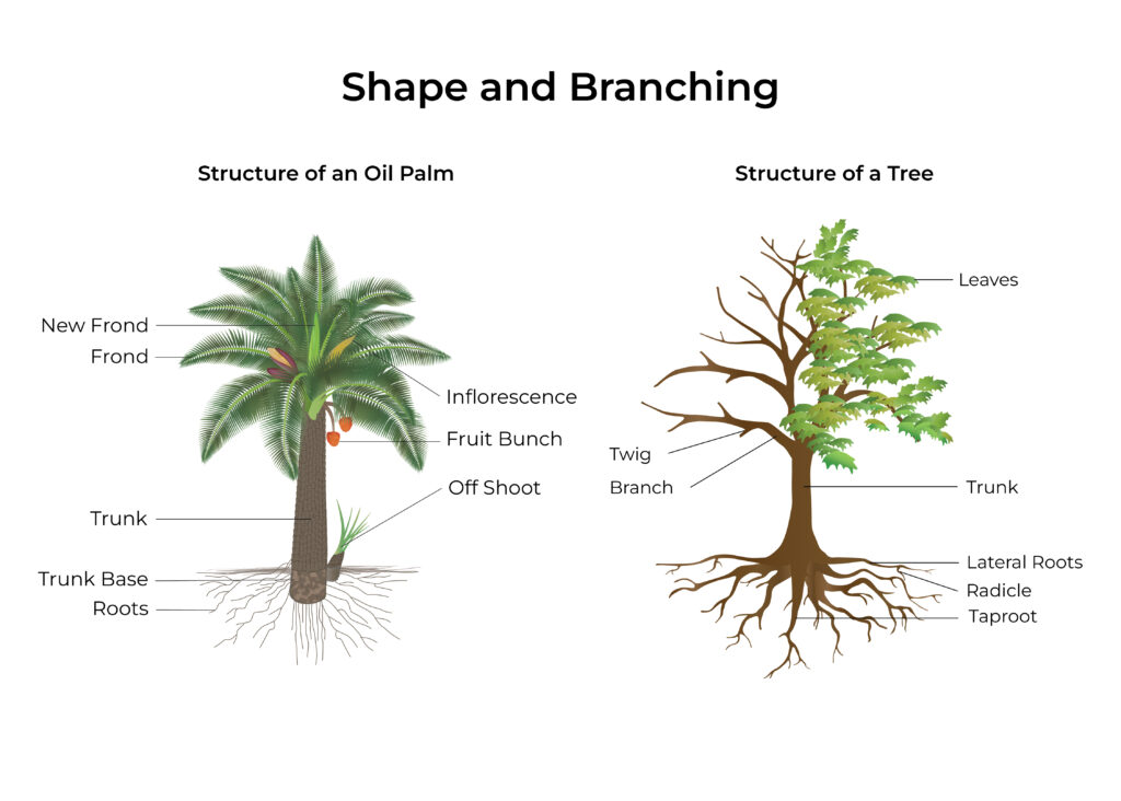 Oil Palm Anatomy: Structural differences between an oil palm and a tree, oil palm structure