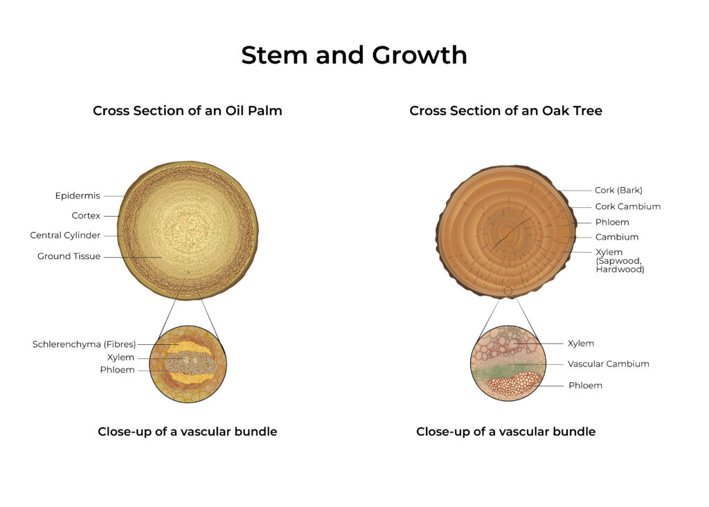 Oil Palm Anatomy: Stem difference between oil palm and a tree, oil palm trunk and cross section
