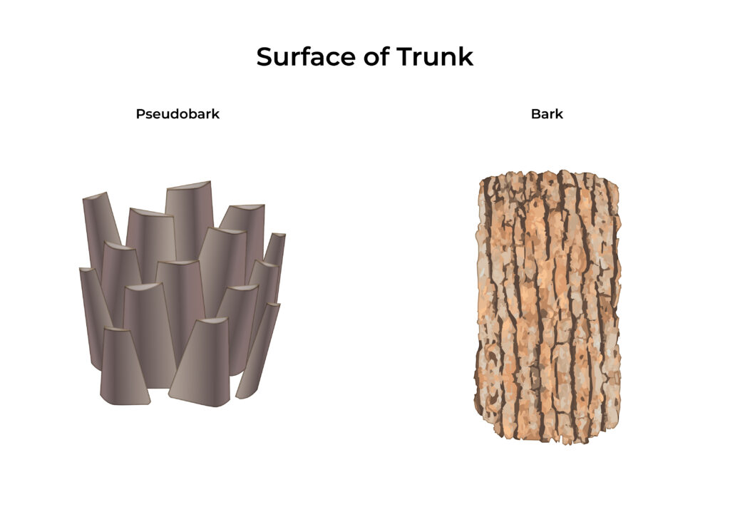 Oil Palm Anatomy: Difference in trunk surface between an oil palm and a tree, oil palm bark