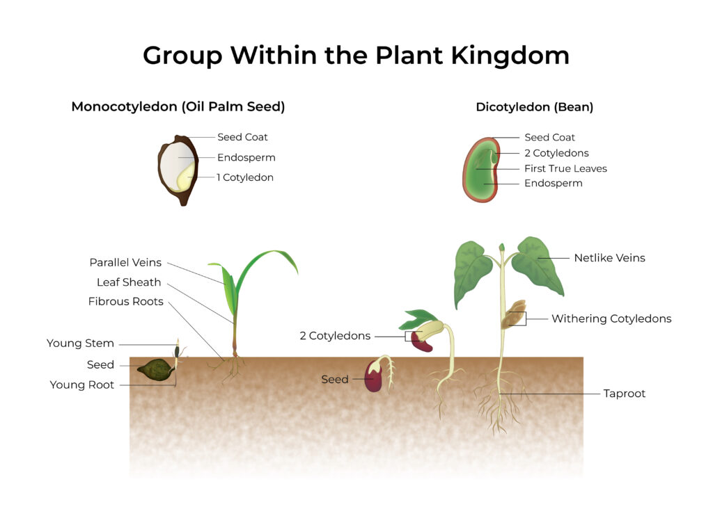 Oil Palm Anatomy: How does a monocot differ from a eudicot plant based on anatomy. Monocot vs dicot seed and growth
