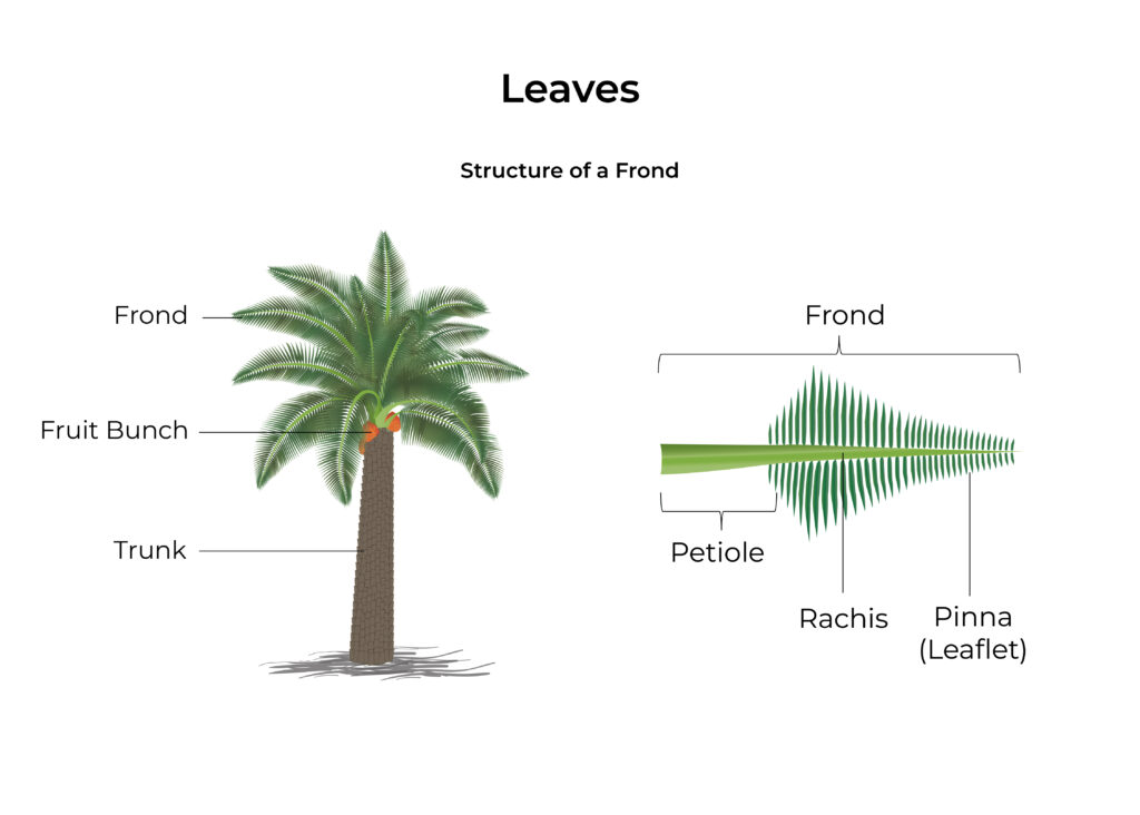 Oil Palm Anatomy: Structure of an oil palm leaf and frond