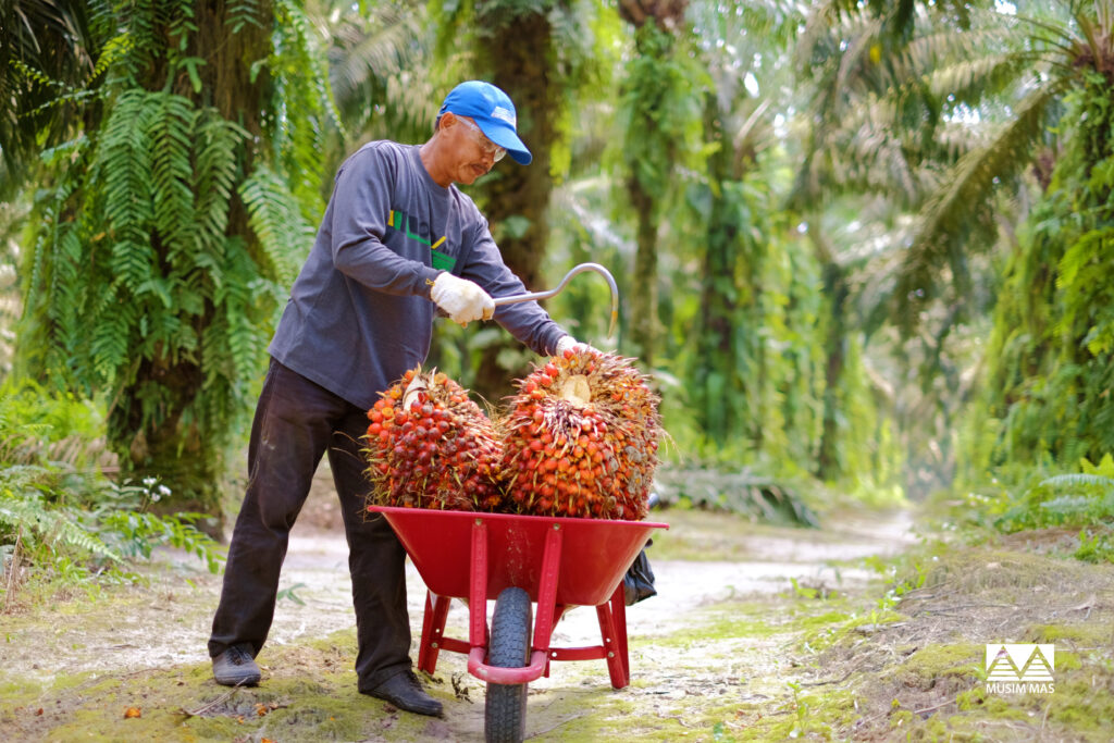 Oil palm smallholder farmer with fresh fruit bunch in Indonesia