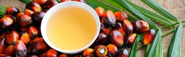 depositphotos_61171041-stock-photo-palm-oil-fruits