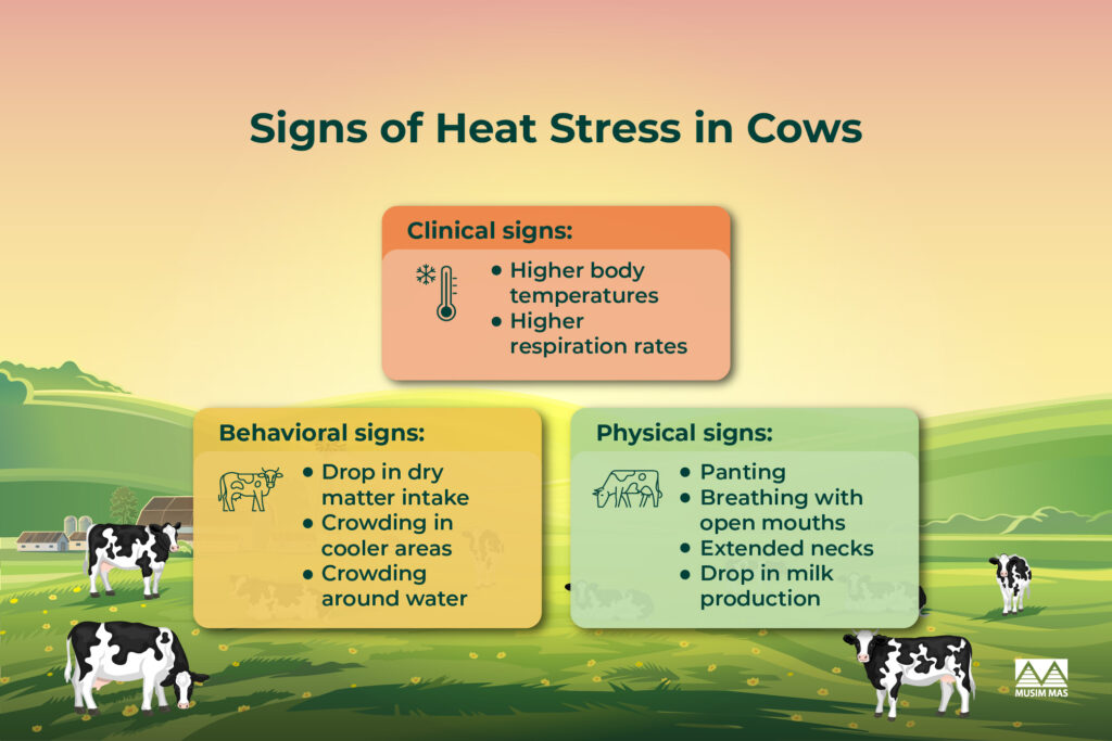 Signs of Heat Stress in Cattle and Cows