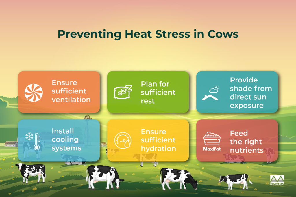 Preventing Heat Stress in Cattle and Cows
