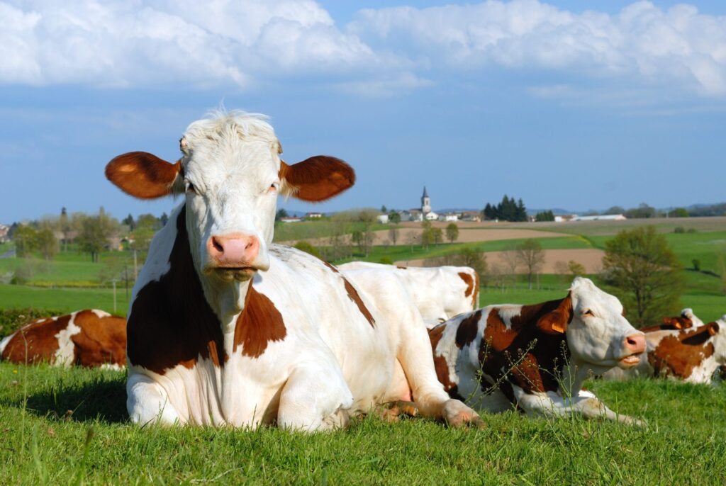 Combating Heat Stress Effects in Cows: The Right Intake of Fats Can Help