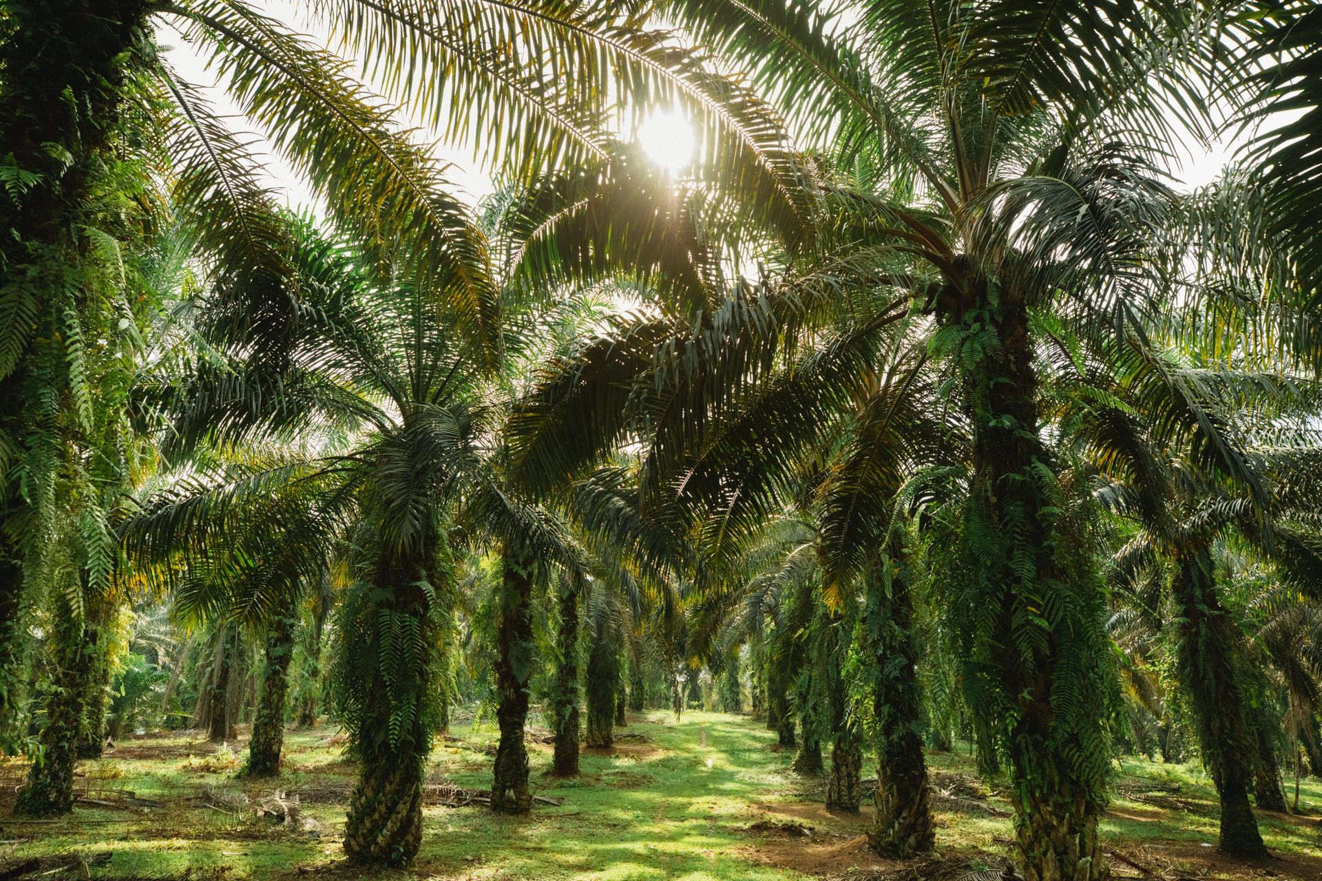 Musim-Mas-palm-oil-plantation-scaled