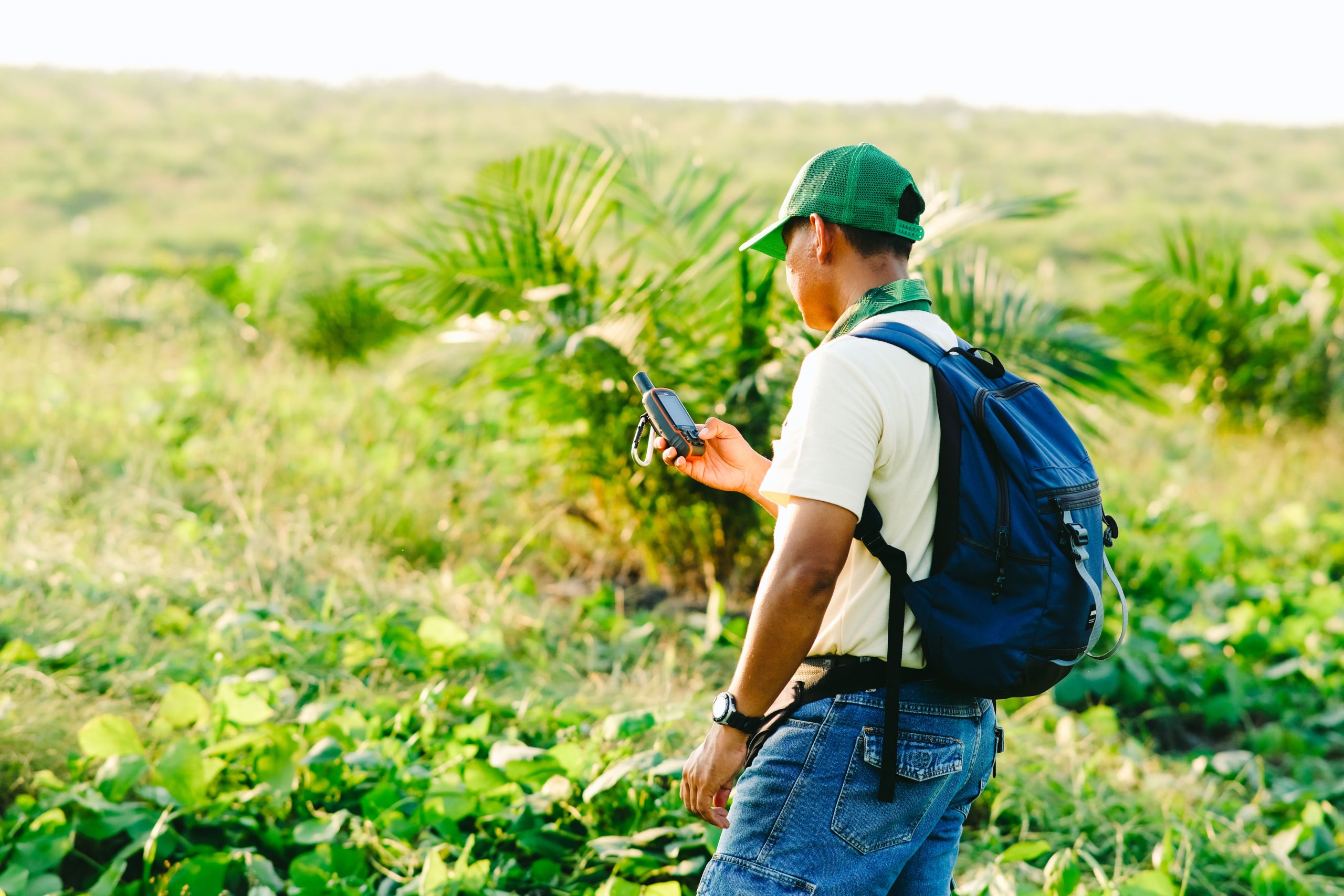 Musim Mas staff walking among the greenery in Sorek plantation and navigating using GPS.