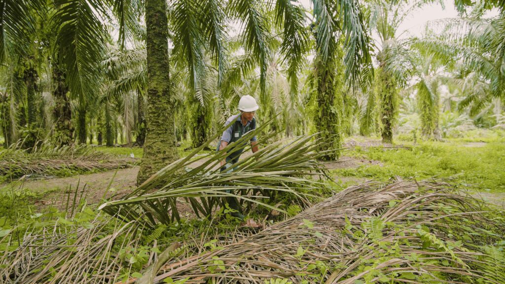 Mulch in Sustainable Agriculture