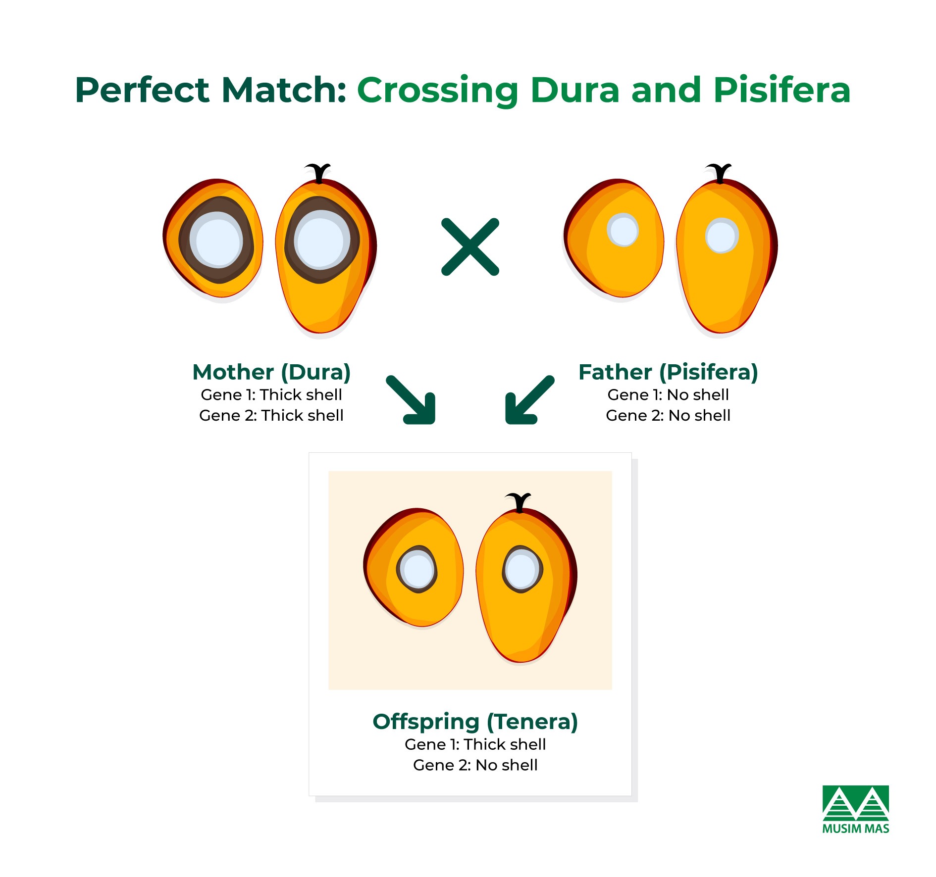 Unveiling the Secrets of Selective Breeding