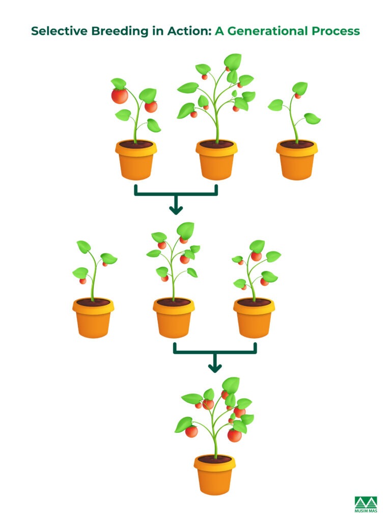 Multiplication Breeding Unveiling the Secrets of Selective Breeding