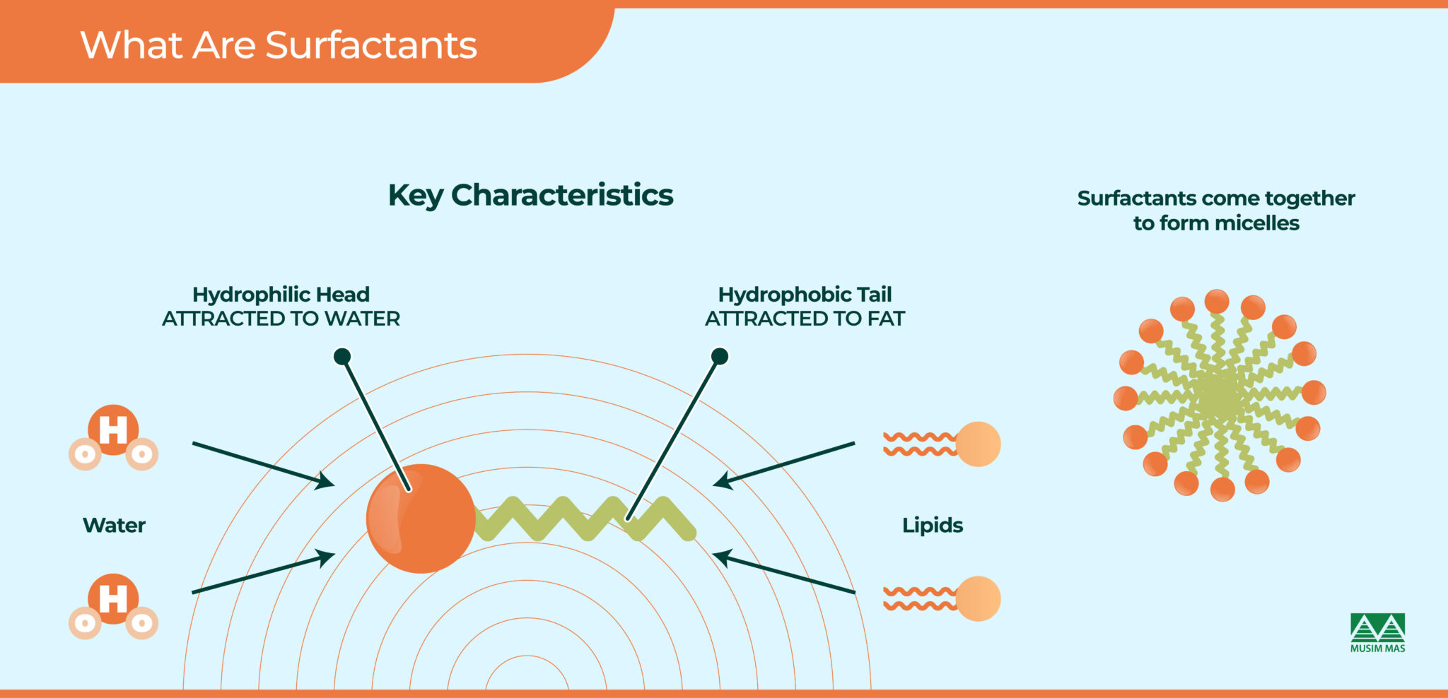 What Are Surfactants? Uses, Benefits, and Safety
