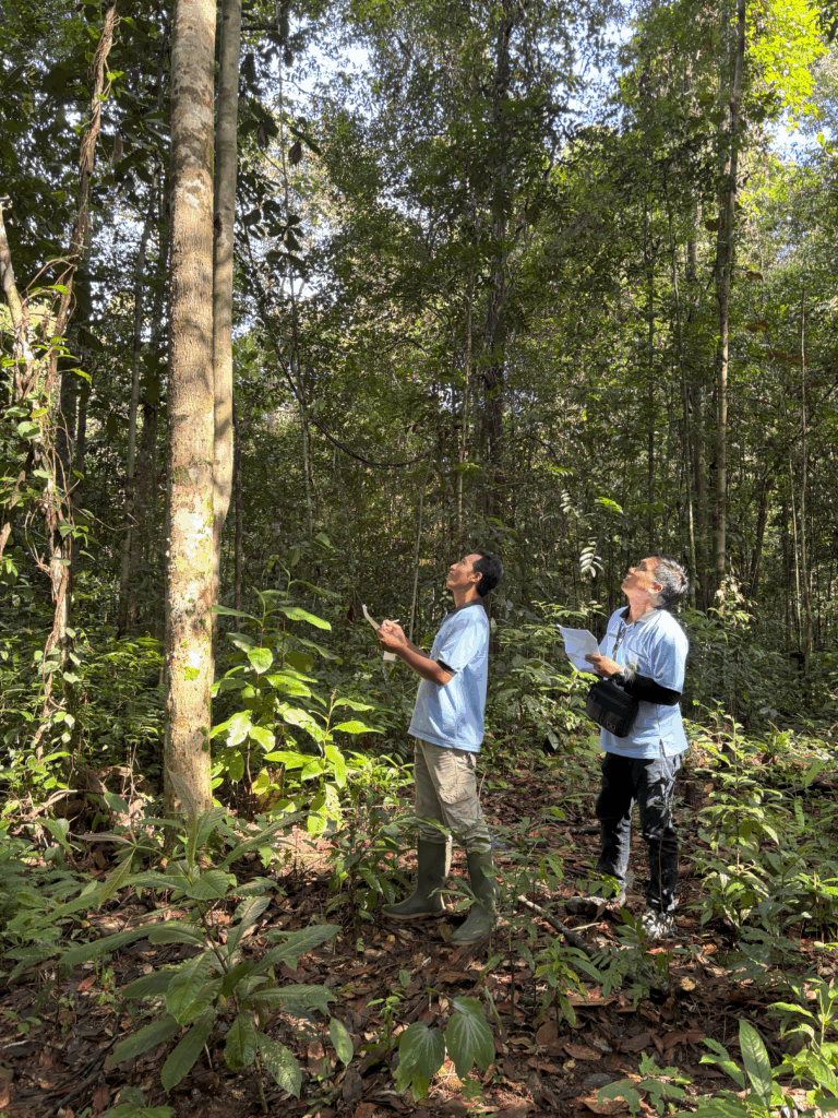 FIAT Monitoring Simulation in Forested Area Near Smallholder Plantation