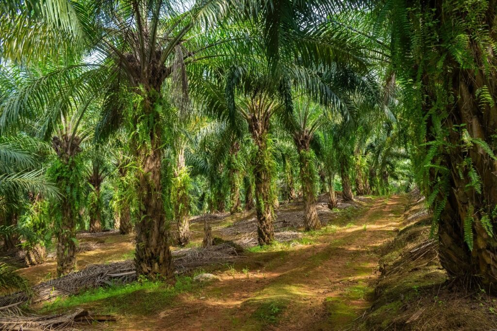 accountability framework initiative palm oil