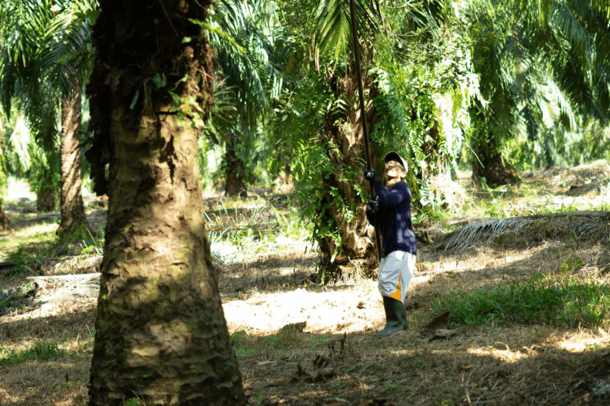 Understanding Palm Oil: A Complete FAQ