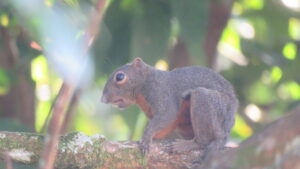 Plaintain Squirrel (Callosciurus notatus) Credit: Arvand