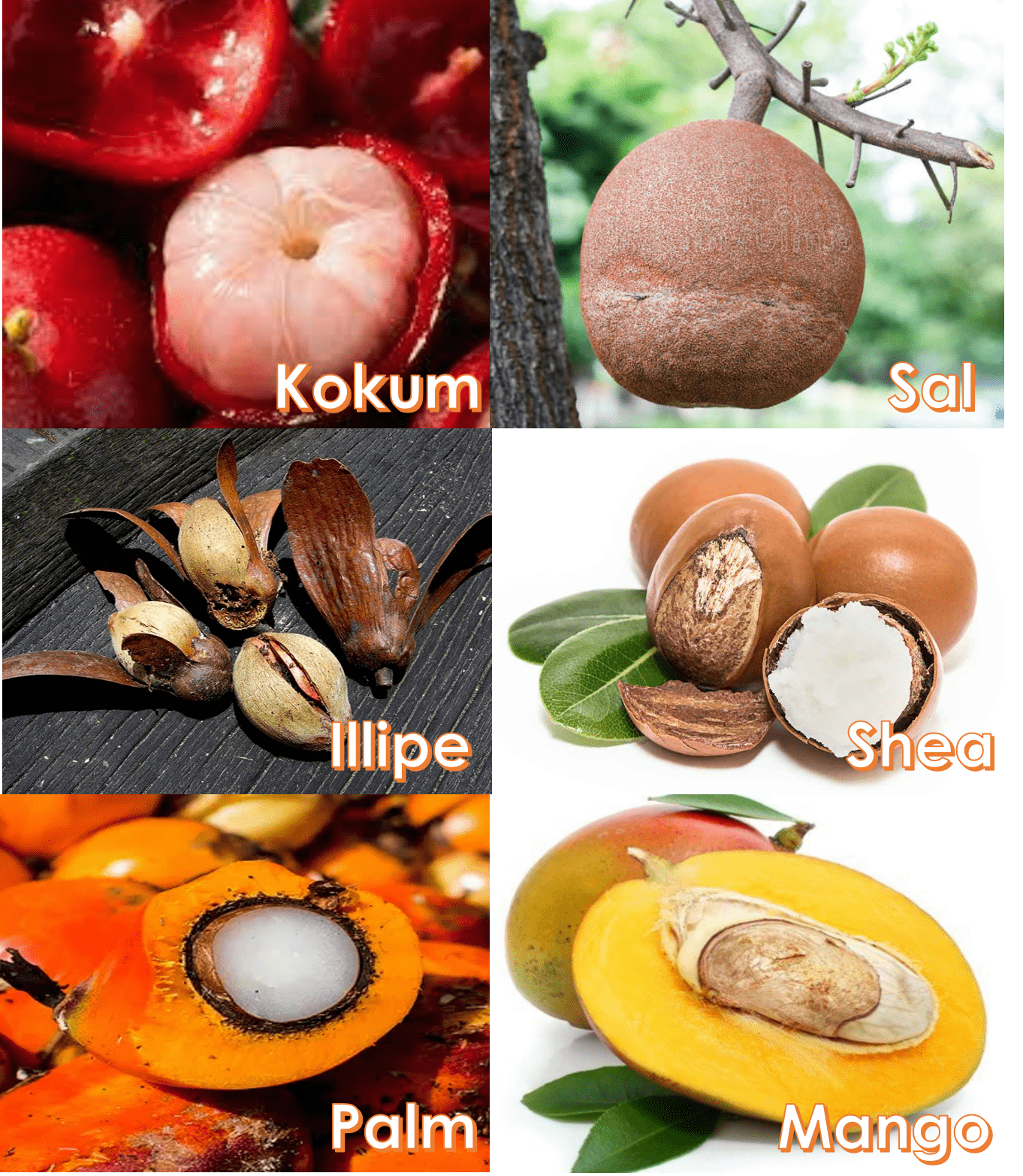 Cocoa Butter Sources
