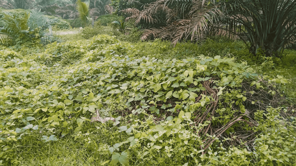 Cover cropping with legumes