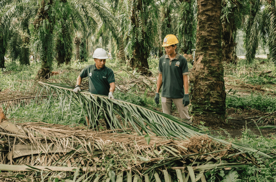 Frond Stacking palm