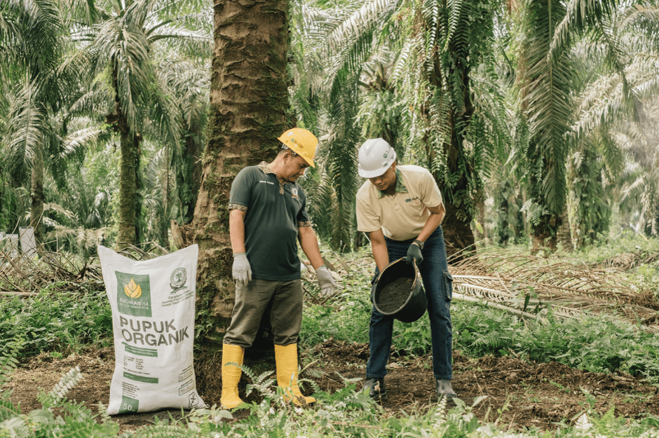 organic fertilizer palm