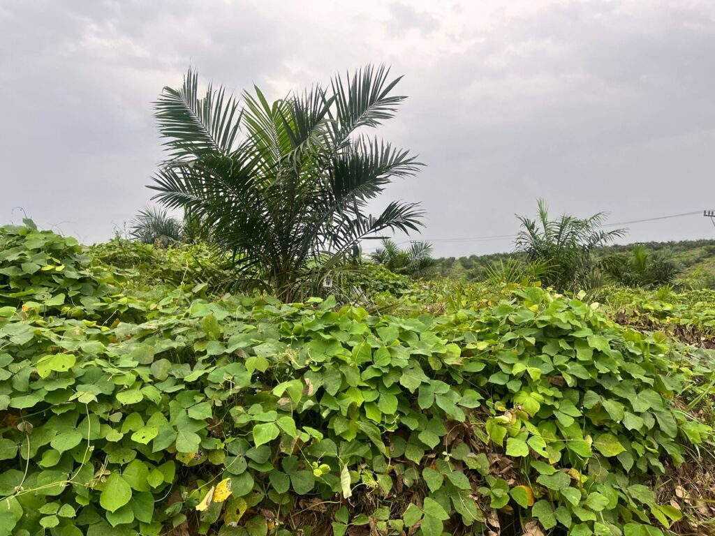 Mucuna bracteata is a beneficial crop