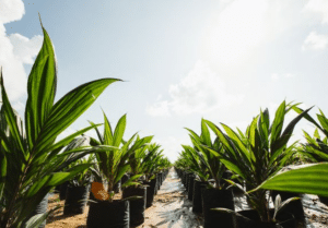 Why Sustainable Palm Oil Traceability Matters